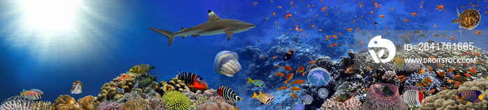 Coral reef underwater panorama with school of colorful tropical fish