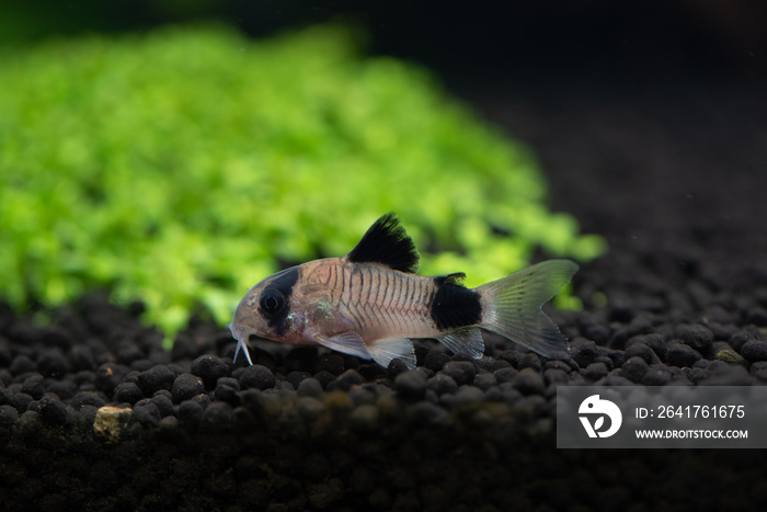 熊猫corydoras