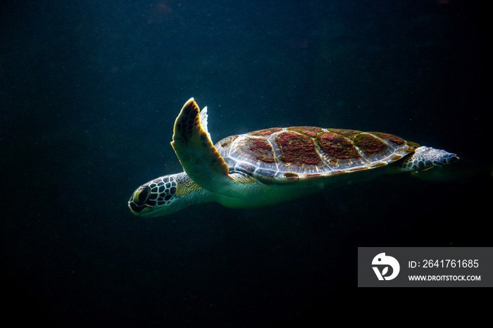 黑暗的加勒比海水族馆里的水下乌龟