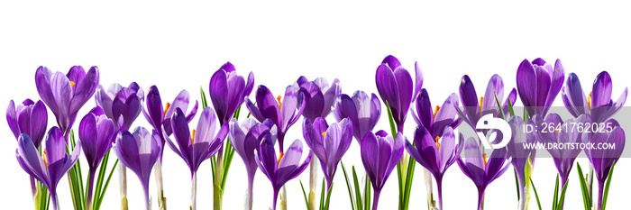 Crocus flowers isolated on white