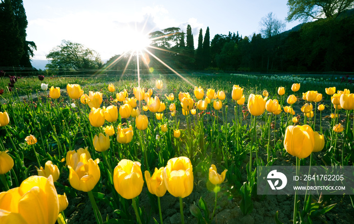 美丽迷人的田野，黄色郁金香位于游行中心，有数百年的历史。