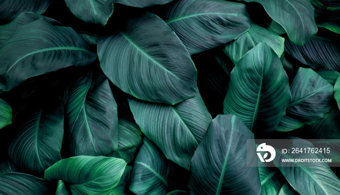 leaves of Spathiphyllum cannifolium, abstract green texture, nature background, tropical leaf