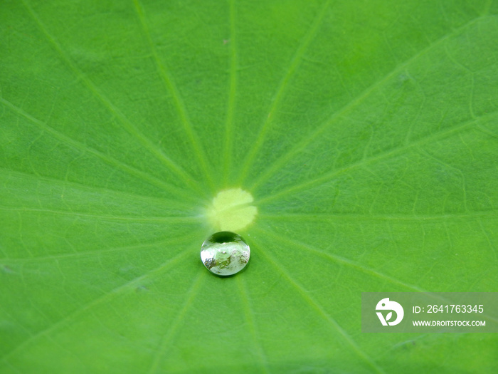 water drop on green lotus leaf