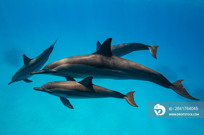 pod of Spinner dolphins (Stenella longirorstris) swimming over sand in Sataya reef, Egypt, Red Sea