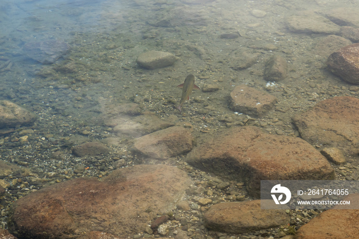 褐鳟鱼（Salmo trutta fario）漂浮在清澈的山湖水中