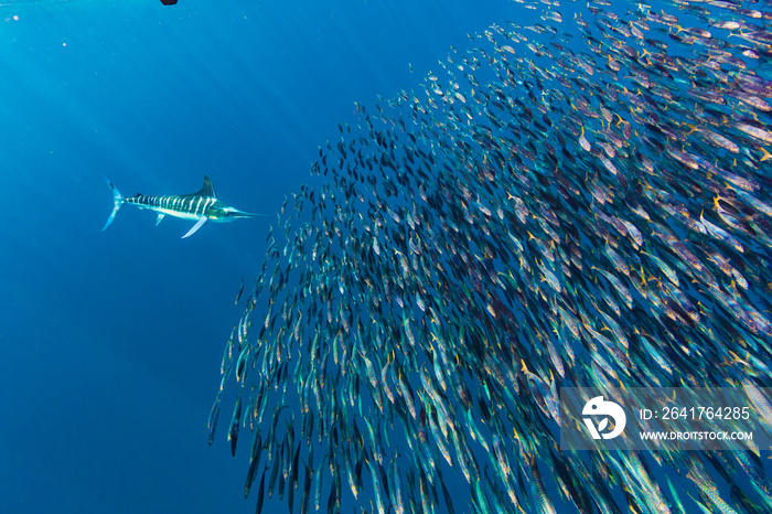 Stripped marlin hunting and feeding in a baitball in Magdalena Bay, Baja California Sur, Mexico.