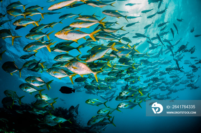 Underwater image of schooling fish in clear blue ocean