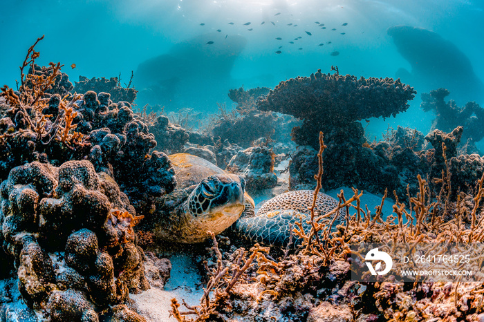 Green sea turtle swimming in the wild among colorful coral reef