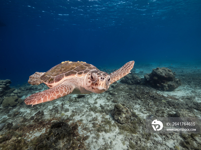 Loggerhead Sea Turtle in coral reef of Caribbean Sea around Curacao