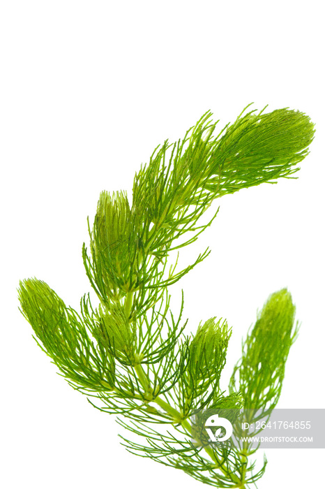 Hornwort（金鱼藻属），白色背景。