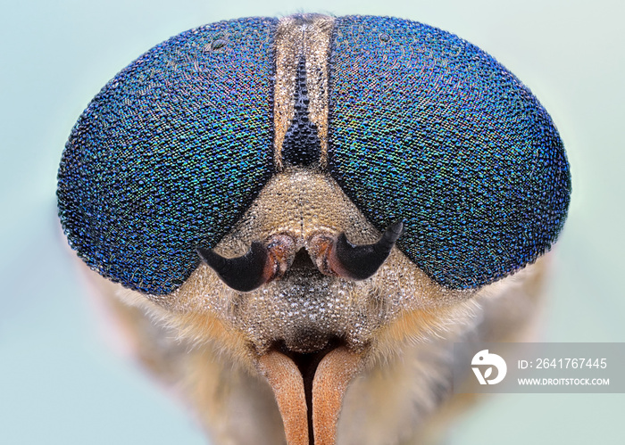 自然环境中有露水的马蝇（Horsefly Tabanus Sp.）令人惊叹的彩色特写镜头