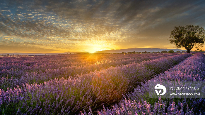 Sonnenuntergang über Lavendel in voller Blüte, Champ de Levante, Provence, Còte d´Azur, Frankreich