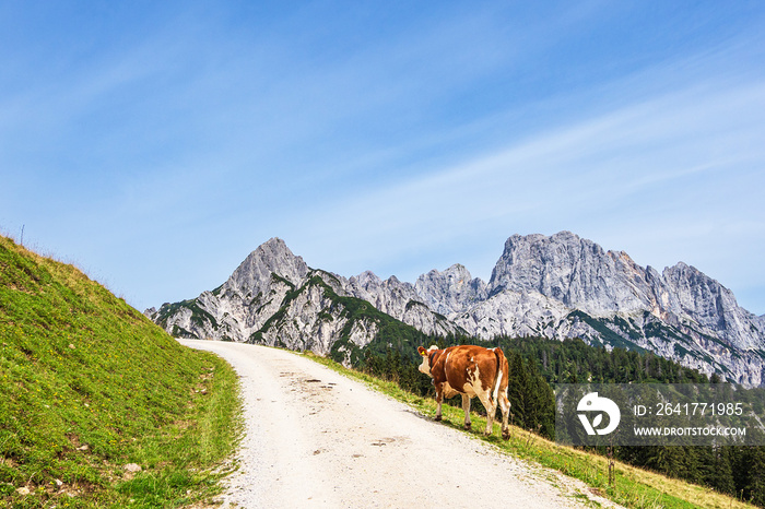 Blick auf die Litzlalm mit Kuh in Österreich