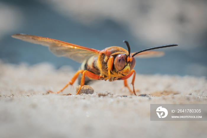 这种看起来很吓人的昆虫看起来像黄蜂，但实际上是一只蝉杀手黄蜂
1584288047,波尔图大教堂（Se Porto）的侧视图-葡萄牙