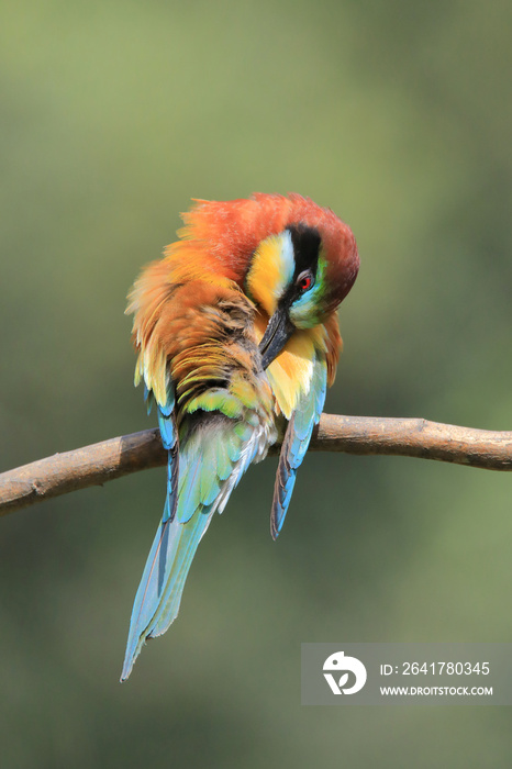 The European bee-eater (Merops apiaster) the rainbow bird perched on a branch