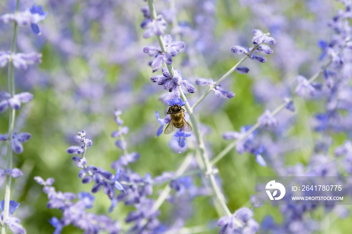 蜜蜂从俄罗斯鼠尾草花或三叶草中采集花粉的特写