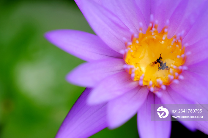 死在紫莲花花粉上的无刺蜜蜂