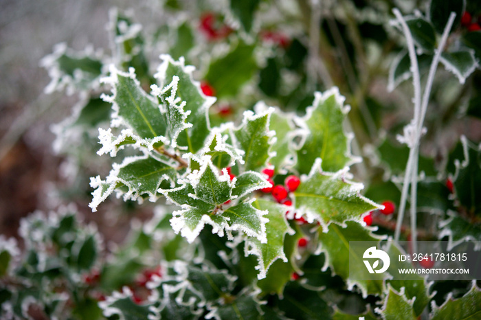 Ilex im Winter