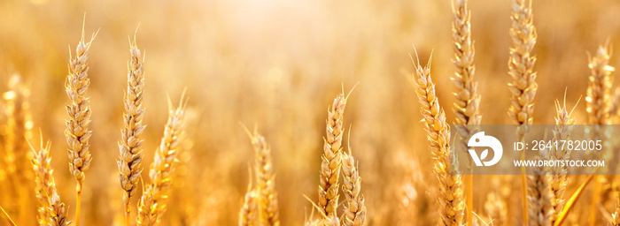 Spikelets of wheat in a field in the sunlight, panorama