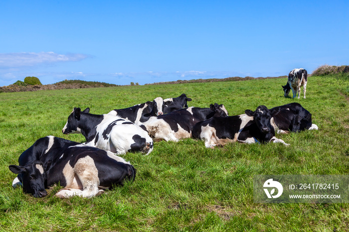 Holstein Friesian cow laying down sleeping in a dairy agricultural livestock pasture field with a bl