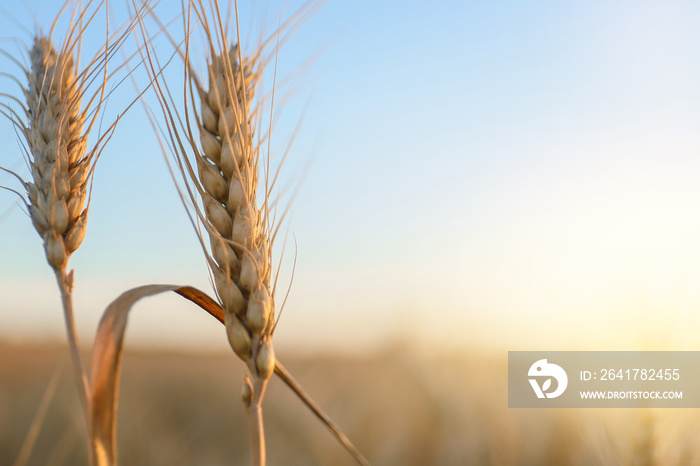 Wheat spikelets in field, closeup