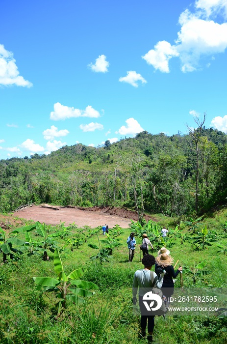 一群农民走下山坡。波多黎各的咖啡和车前草农场。普埃尔特