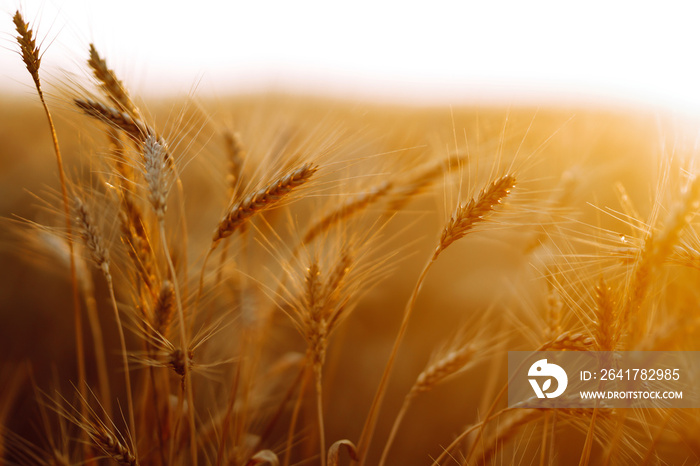 Wheat field. Ears of golden wheat close up. Rich harvest сoncept.