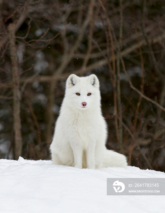 加拿大冬天坐在雪地里的北极狐