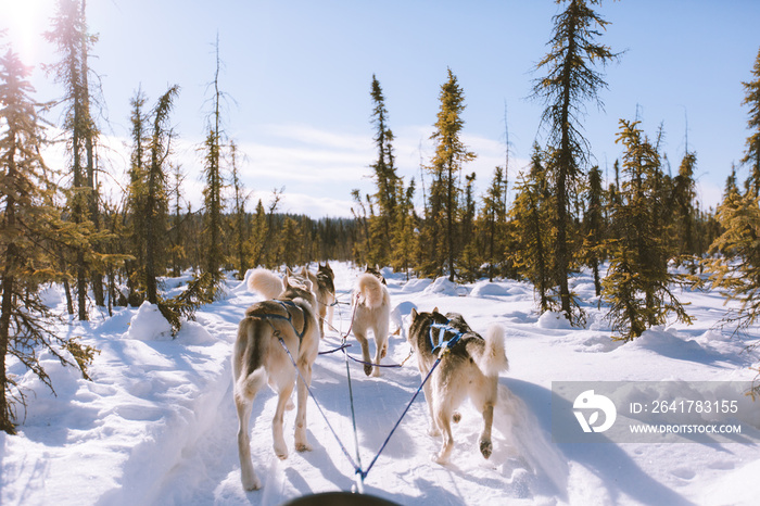 Dog Sled Adventure, Fairbanks, Alaska