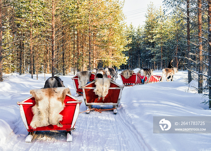 Reindeer sleigh caravan safari and people forest Lapland Northern Finland