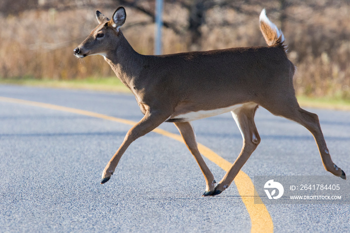 white tailed deer crossing the road