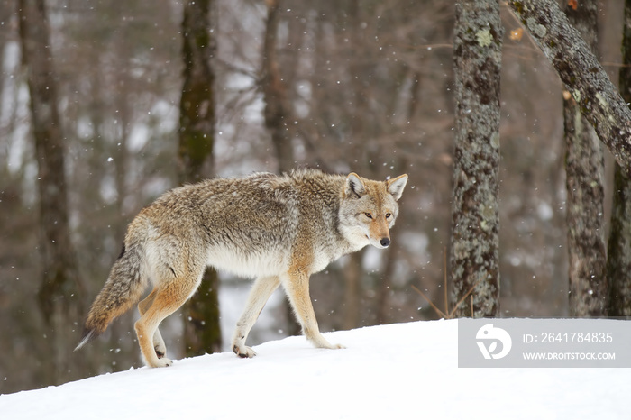 A lone coyote walking in the winter snow in Canada