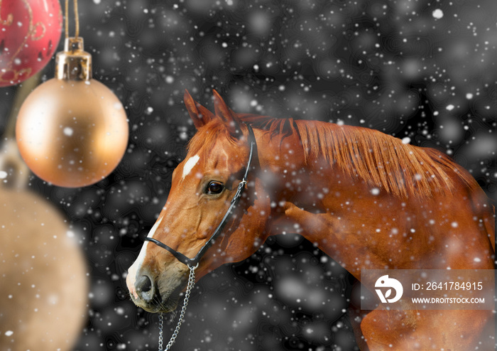 Fuchs mit Blesse vor Christbaumkugeln