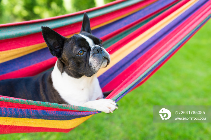 young sweet boston terrier relaxing on a hammock