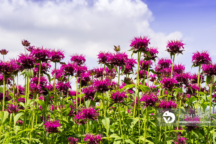 Pink Monarda flowers common names Bee Balm and Bergamot.