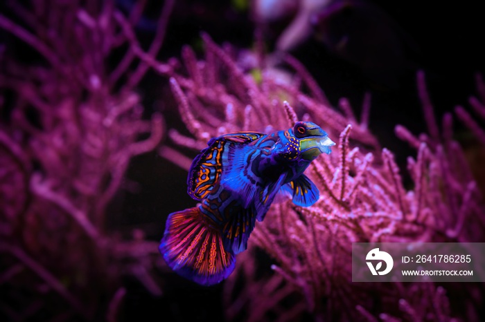 珊瑚海中的鸳鸯鱼水族馆宠物自然