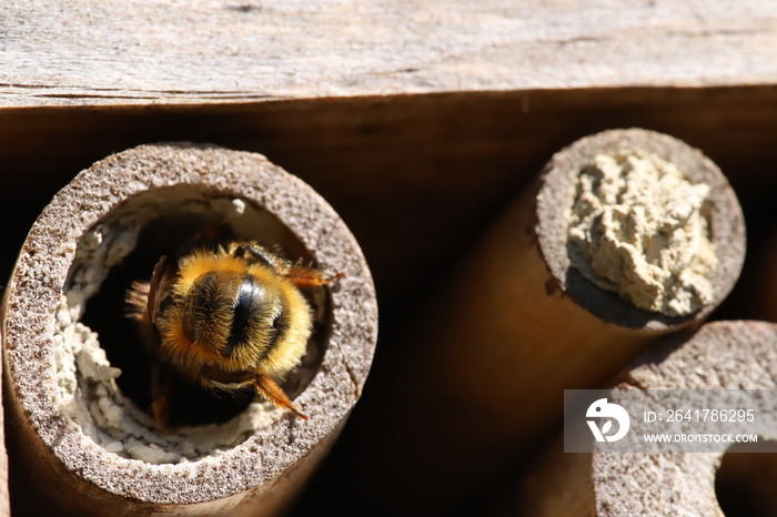 insects hotel