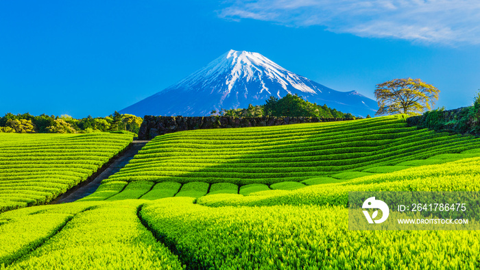 富士山と茶畑と青い空