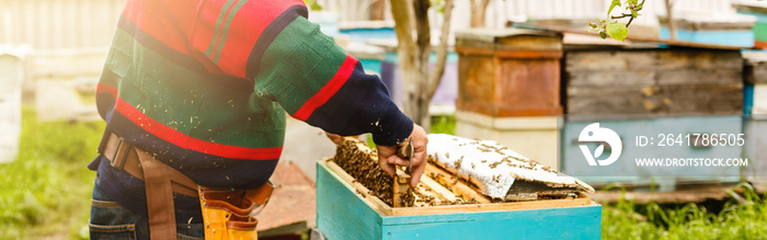 养蜂人正在养蜂场处理蜜蜂和蜂箱。养蜂人在养蜂场。