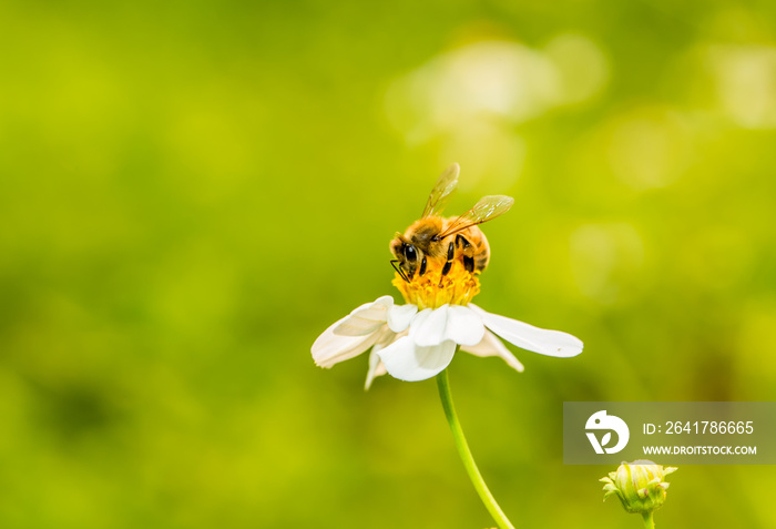 Bee eating pollen of flower on the tree, Chiangmai Thailand