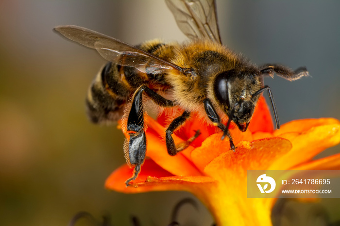 Beautiful  Bee macro in green nature