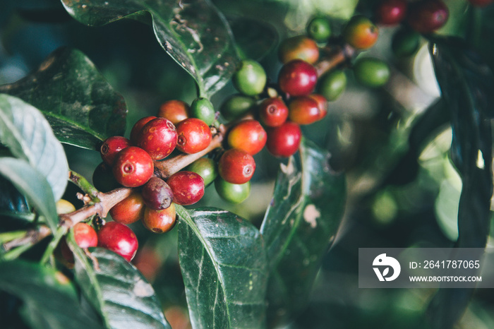 Arabicas Coffee bean on Coffee tree