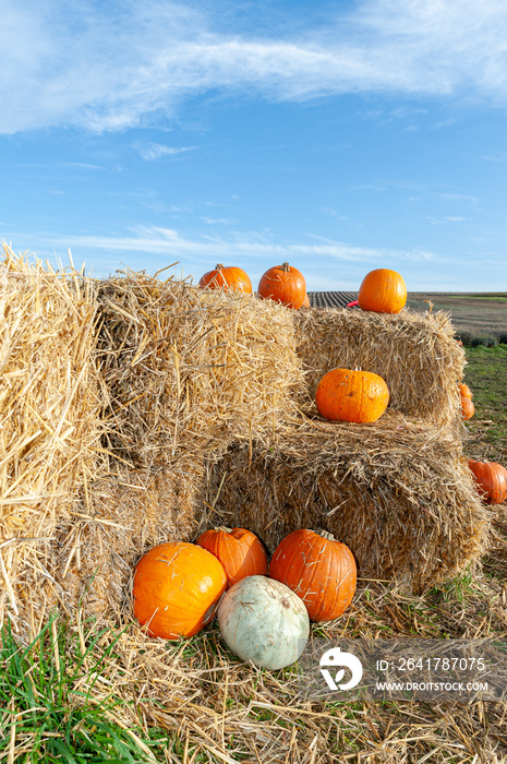 Pumpkins on straw bales on pumpking farm.