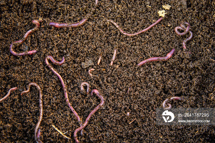 许多蚯蚓的背景非洲夜爬动物（AF）。用牛粪堆肥饲养蠕虫是一种动物