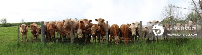 Long panoramic row of Charolais steers lined up looking over the fence