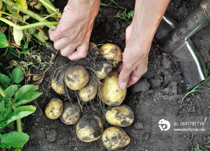 gardeners hands picking fresh organic potatoes in the field, view from above