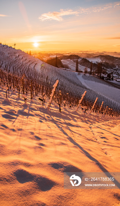 施蒂利亚-奥地利-斯洛文尼亚边境阳光明媚的冬季葡萄园。