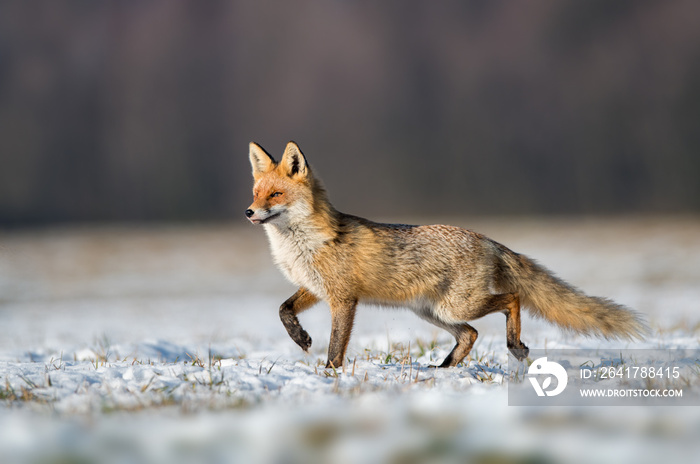 Fox (Vulpes vulpes)