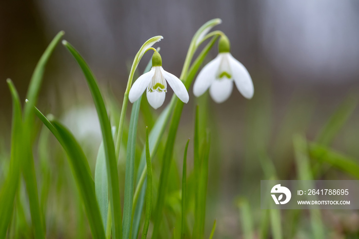 Snowdrop or common snowdrop (Galanthus nivalis) flowers