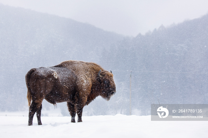 Bison or Aurochs in winter season in there habitat. Beautiful snowing